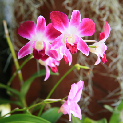 Parfum Orchidée Tropicale