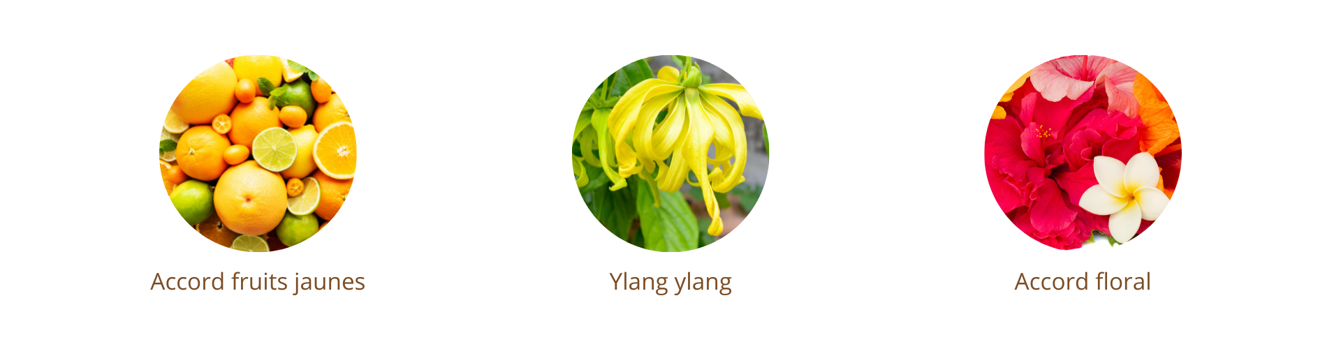 concentré aromatique huile monoi ylang ylang